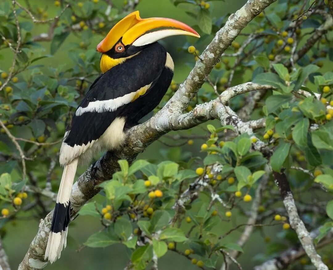 Dandeli Resort | Dandeli Resorts